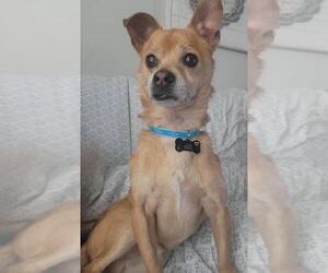 Chihuahua-Unknown Mix Dogs for adoption in Holly Springs, NC, USA