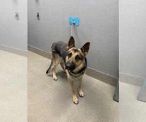 German Shepherd Dog-Unknown Mix Dogs for adoption in Las Vegas, NV, USA