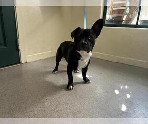 Pembroke Welsh Corgi-Unknown Mix Dogs for adoption in Pasadena, CA, USA