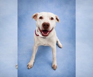 American Pit Bull Terrier-Labrador Retriever Mix Dogs for adoption in Westminster, MD, USA