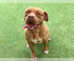 American Pit Bull Terrier Dogs for adoption in Orange, CA, USA