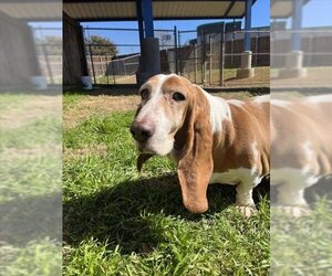Basset Hound-Unknown Mix Dogs for adoption in Plano, TX, USA