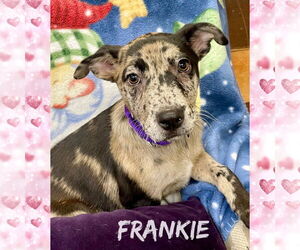 Catahoula Leopard Dog-Unknown Mix Dogs for adoption in Rockaway, NJ, USA