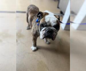 Bulldog Dogs for adoption in Chula Vista, CA, USA
