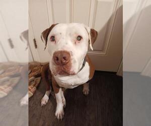 American Staffordshire Terrier Dogs for adoption in San Antonio, TX, USA