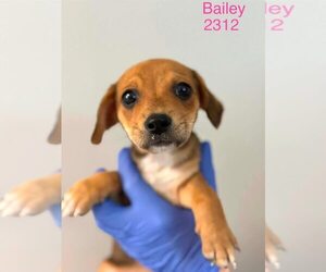 Beagle-Unknown Mix Dogs for adoption in New York, NY, USA