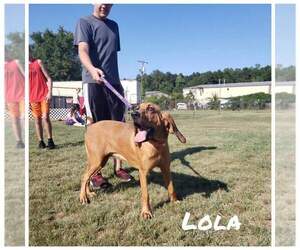 Bloodhound Dogs for adoption in Mooresville, NC, USA
