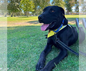 Labrador Retriever-Unknown Mix Dogs for adoption in San Diego, CA, USA
