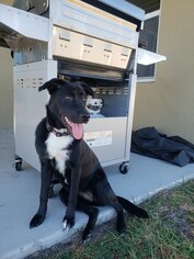 Borador Dogs for adoption in Groveland, FL, USA