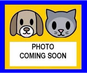 Labrador Retriever Dogs for adoption in San Antonio, TX, USA