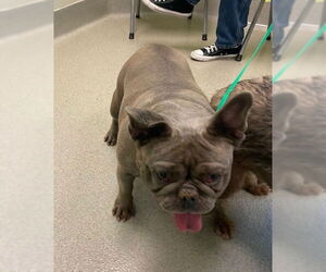 French Bulldog Dogs for adoption in Rancho Cucamonga, CA, USA