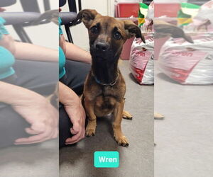 Doberman Pinscher-German Pinscher Mix Dogs for adoption in Richmond, IN, USA