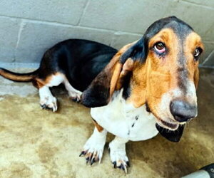 Basset Hound Dogs for adoption in Deepwater, NJ, USA