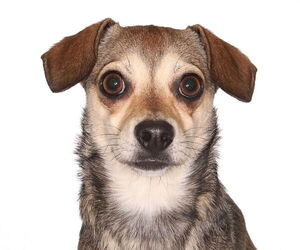 Chihuahua Dogs for adoption in Oakland Park, FL, USA