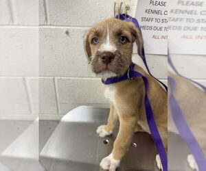 German Shepherd Dog-Unknown Mix Dogs for adoption in San Bernardino, CA, USA