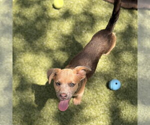 Rat Terrier-Unknown Mix Dogs for adoption in Hilton Head, SC, USA