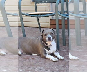 American Pit Bull Terrier-Unknown Mix Dogs for adoption in pomfret, CT, USA