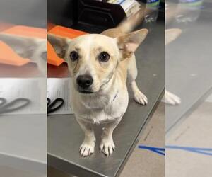 Chihuahua Dogs for adoption in Bakersfield, CA, USA