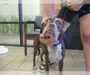 American Pit Bull Terrier-Unknown Mix Dogs for adoption in Ocala, FL, USA