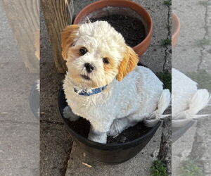Shih Tzu Dogs for adoption in Sioux Falls, SD, USA