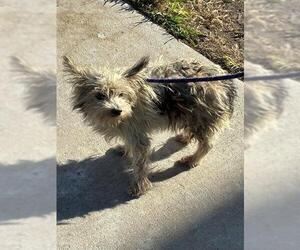 Mutt Dogs for adoption in Fort Lauderdale, FL, USA