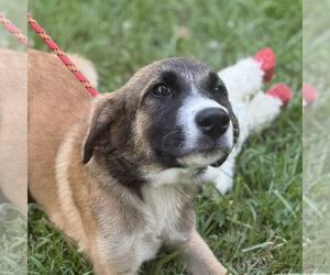 Mutt Dogs for adoption in Yardley, PA, USA