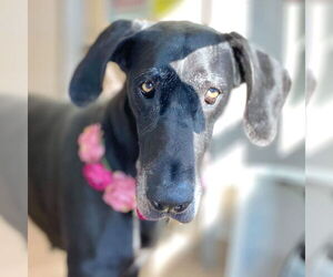 Great Dane Dogs for adoption in Bullard, TX, USA