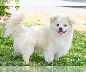 Maltipom Dogs for adoption in Hendersonville, TN, USA