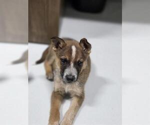 German Shepherd Dog-Unknown Mix Dogs for adoption in Temple, TX, USA