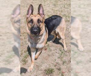 German Shepherd Dog Dogs for adoption in Akron, OH, USA