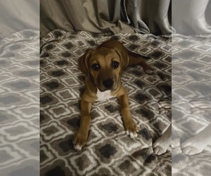 Bullboxer Pit Dogs for adoption in Sanford, FL, USA