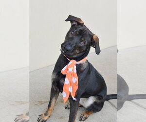 Mutt Dogs for adoption in McKinney, TX, USA
