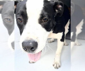 Mutt Dogs for adoption in Houston, TX, USA