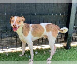 Chipin Dogs for adoption in Orange, CA, USA