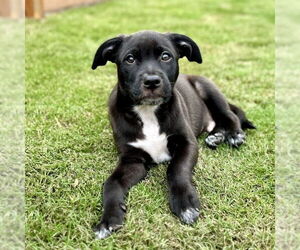 Labrador Retriever-Unknown Mix Dogs for adoption in San Juan Capistrano, CA, USA
