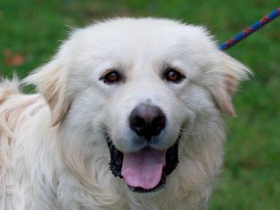 Great Pyrenees Dogs for adoption in Cookeville, TN, USA