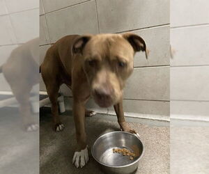 American Pit Bull Terrier Dogs for adoption in Stockton, CA, USA