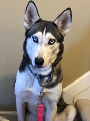 Small Siberian Husky