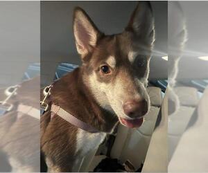 Huskies -Unknown Mix Dogs for adoption in San Antonio, TX, USA