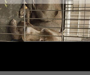 Labrador Retriever Dogs for adoption in Houston, TX, USA