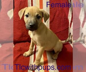 Black Mouth Cur-Unknown Mix Dogs for adoption in Colton, CA, USA