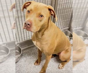 American Pit Bull Terrier Dogs for adoption in Houston, TX, USA
