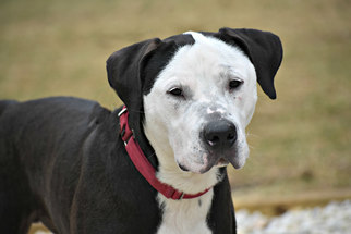 Lab-Pointer Dogs for adoption in Spring Lake, NJ, USA
