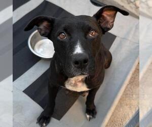 Mutt Dogs for adoption in San Diego, CA, USA
