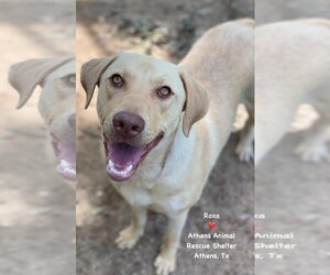 Labrador Retriever Dogs for adoption in Athens, TX, USA