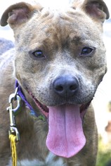 American Staffordshire Terrier-Unknown Mix Dogs for adoption in Potsdam, NY, USA