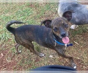Chiweenie Dogs for adoption in Spring Lake, NC, USA
