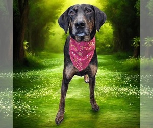 Mutt Dogs for adoption in Fargo, ND, USA