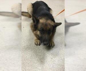 German Shepherd Dog Dogs for adoption in Riverside, CA, USA