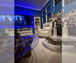 Mutt Dogs for adoption in Washington, DC, USA